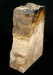 Oregon Petrified Wood Bookends - Oak #5049-3